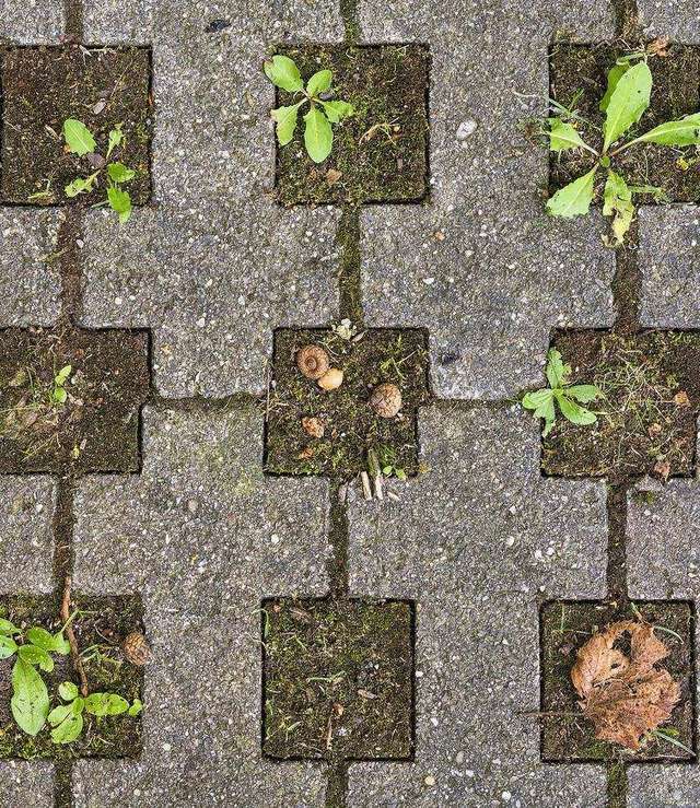 Grastegels en betonstenen met mos en onkruid in de voegen